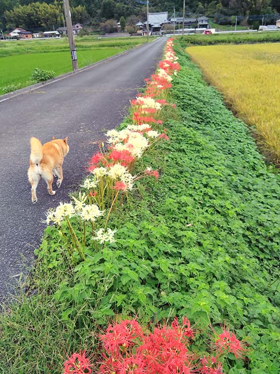 彼岸花白混じり