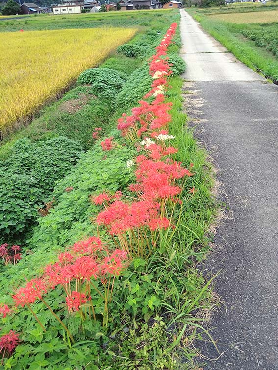 彼岸花の道