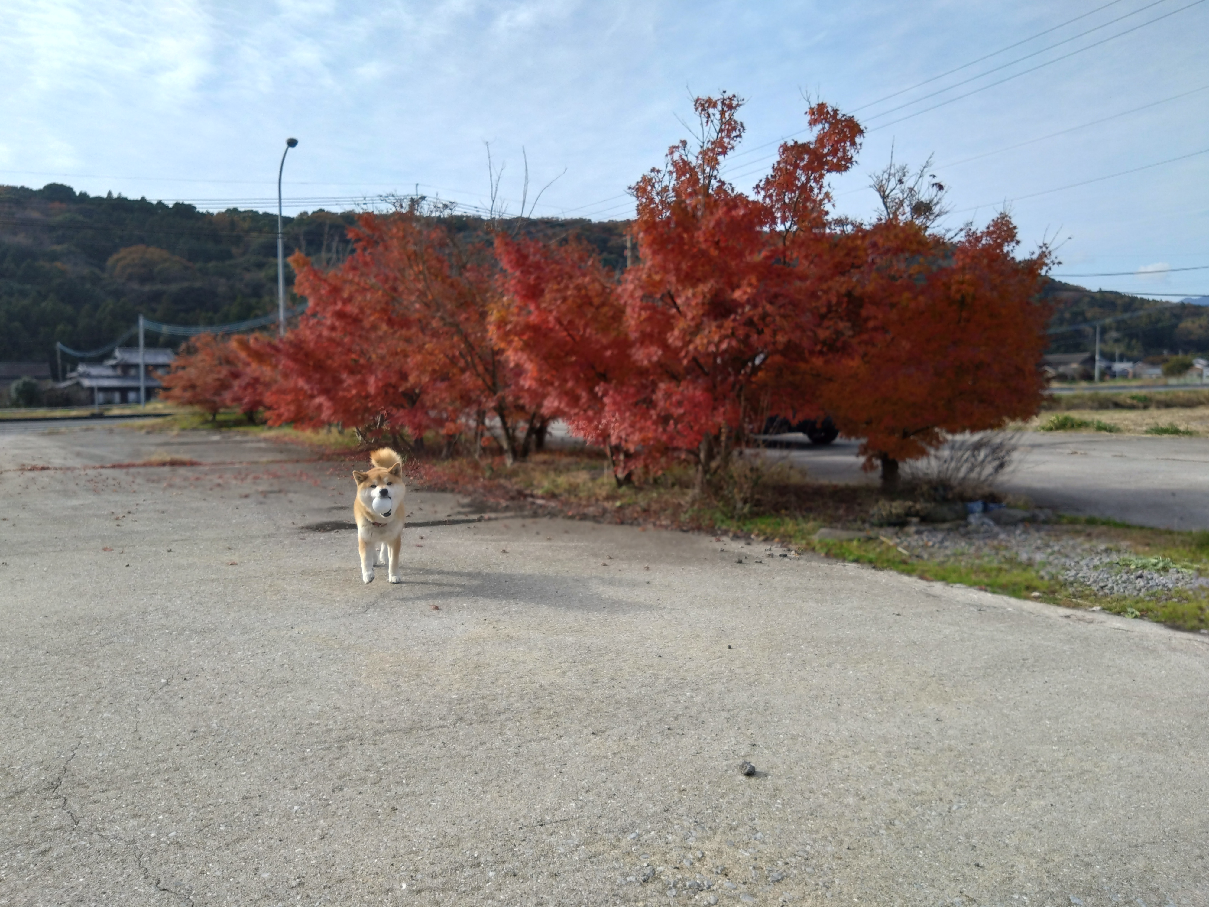 国東市の山芋の葉っぱ