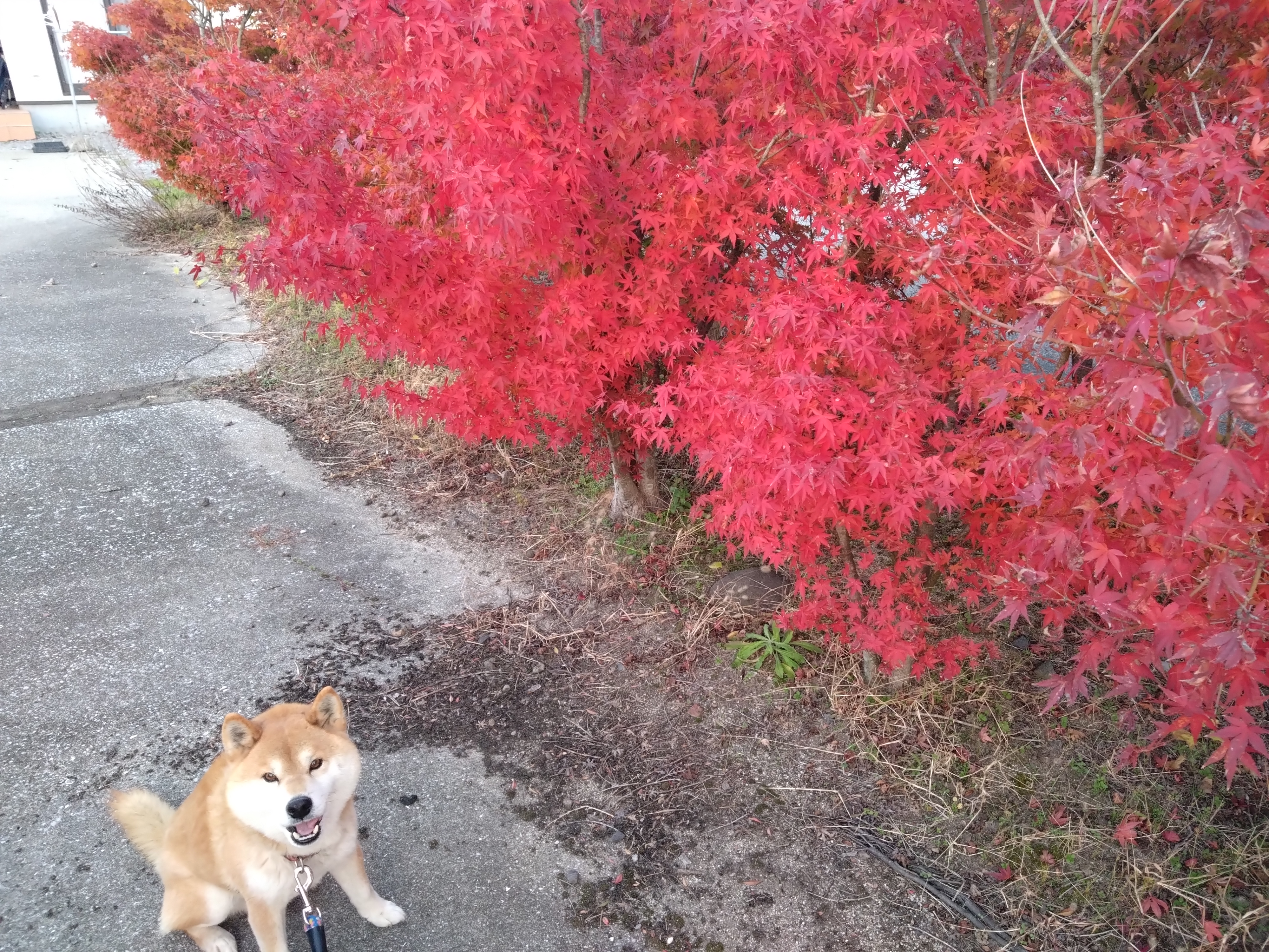 国東市の山芋